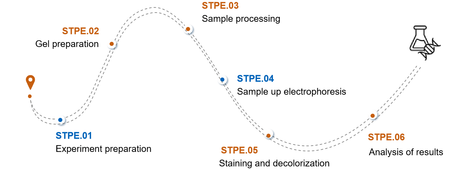 Fig.2 The process of viral vector purity evaluation.