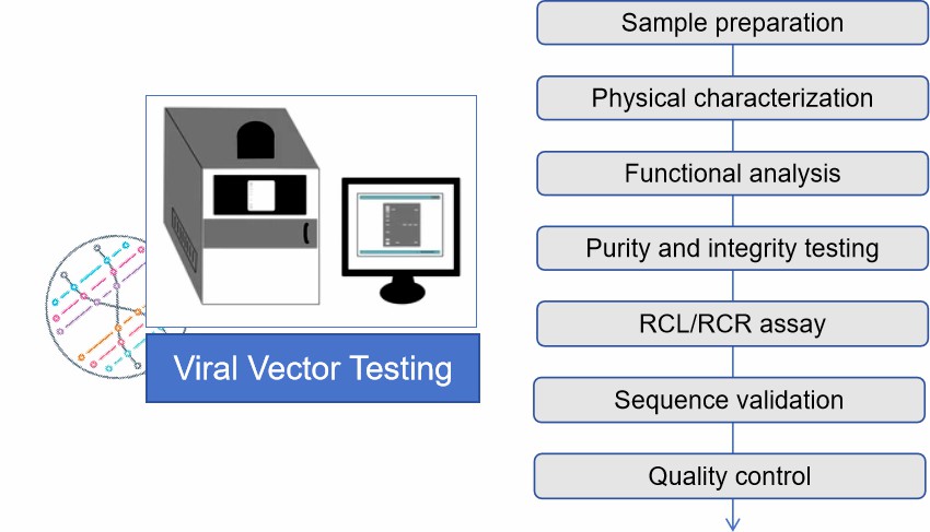 Fig.2 Viral vector testing.