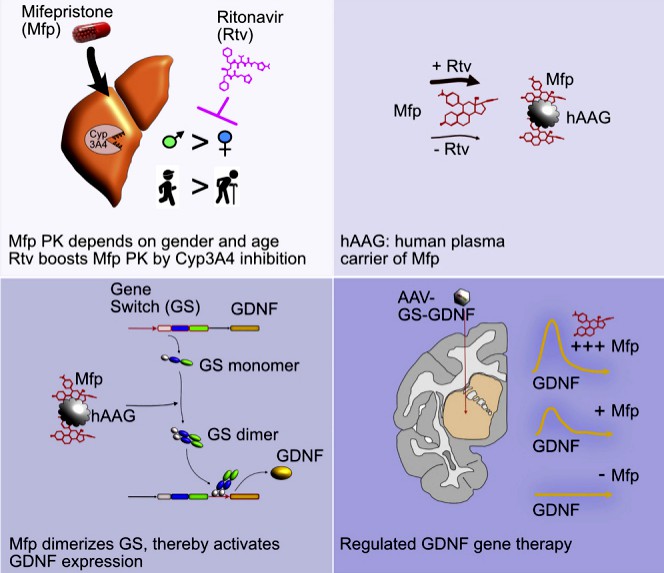 Fig.2 Example diagram of a modifiable gene therapy.
