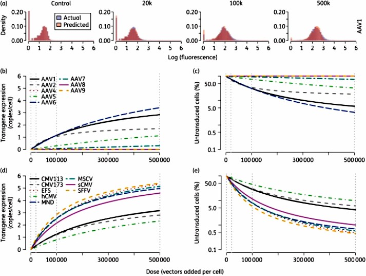 Fig.2 Transport and expression after transduction of different adeno-associated virus serotypes.