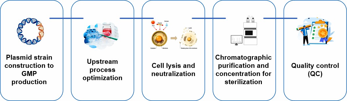 Fig.2 Process of plasmid DNA production.