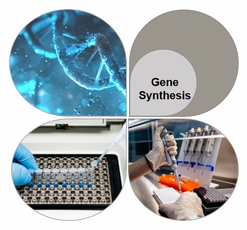 Fig.1 Stage of purification of adeno-associated virus vector.