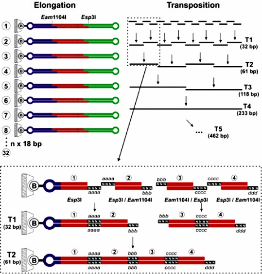 Fig.3 Synthesize larger fragments or transpositions.
