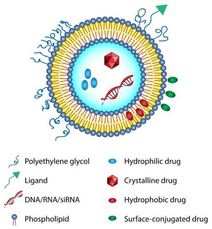 Schematic diagram of liposome delivery system.