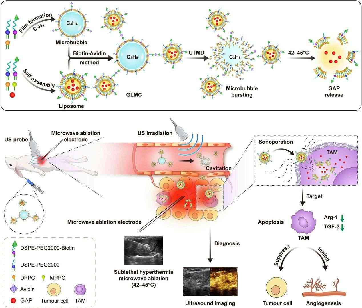 Fig.1 Schematic of liposome mechanism triggered by heat/ultrasound.