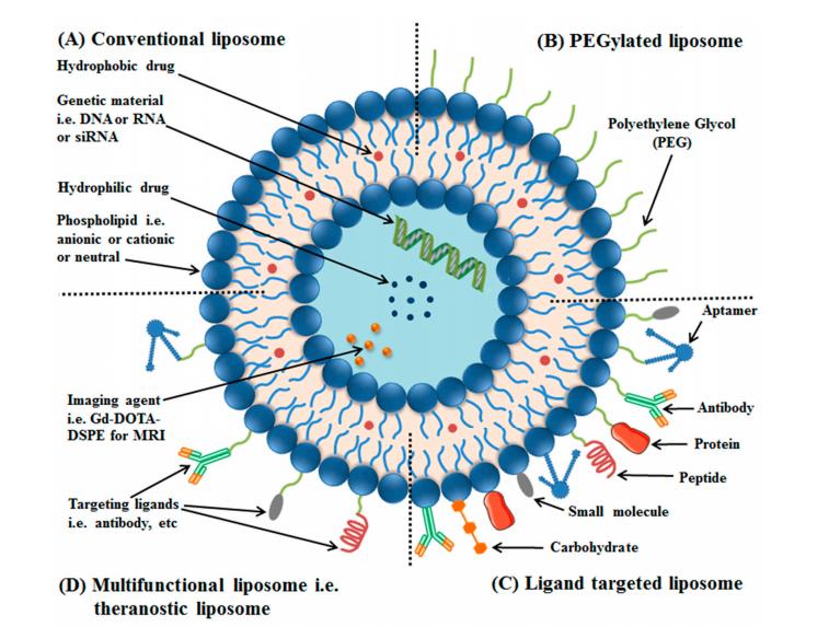 Fig. 1. Illustration of liposomal delivery into the ocular system.