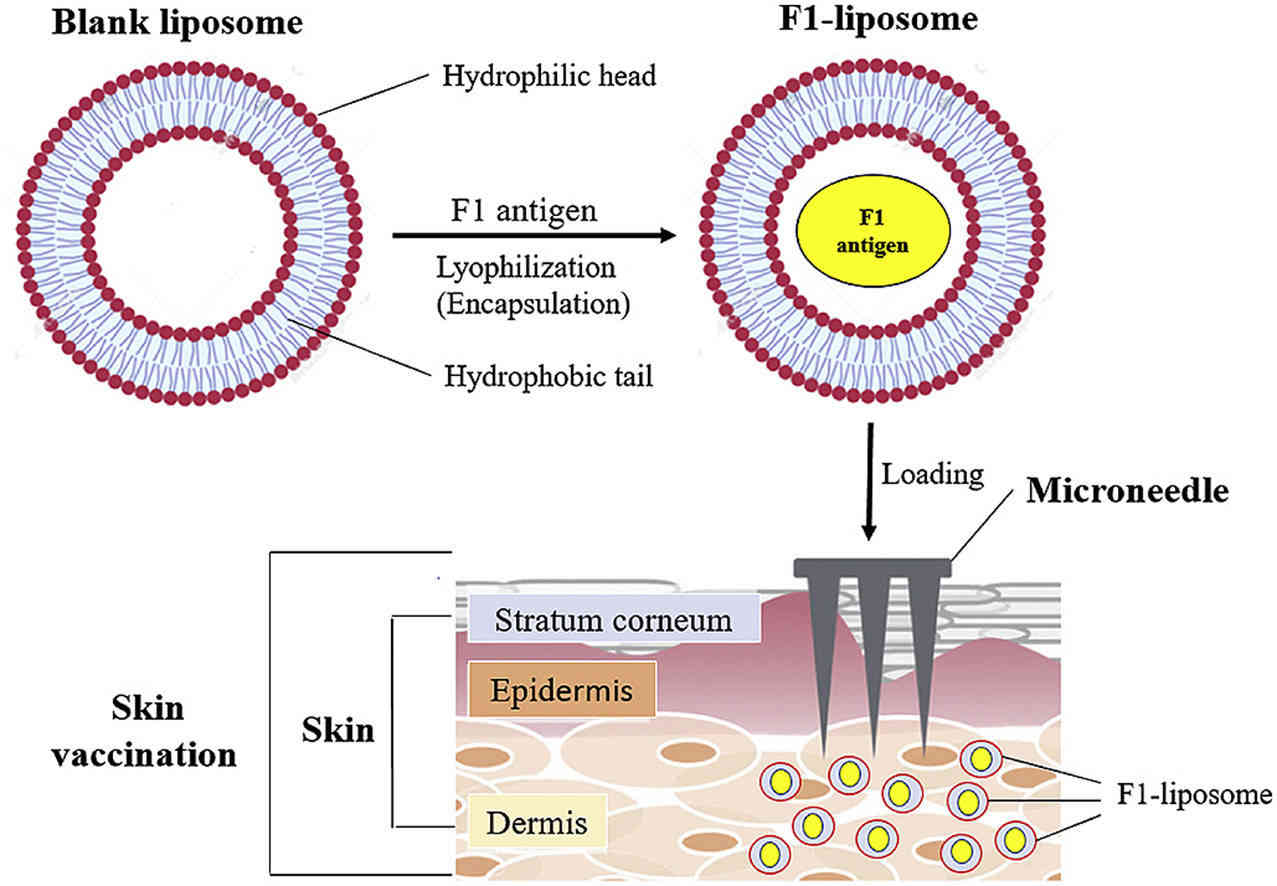 Fig.3 Illustration of F1-liposomal plague vaccine.