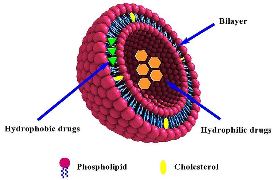 Fig. 1 Diagram of a typical liposome structure showing its bilayer composition.