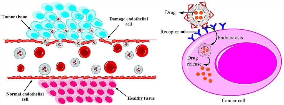 Fig.2 Illustration of passive and active targeting mechanisms in liposome drug delivery.