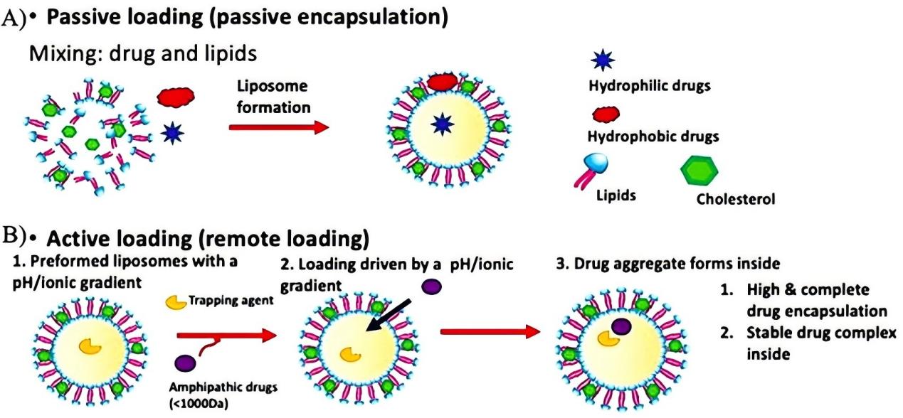 Flowchart illustrating the liposome drug loading process.