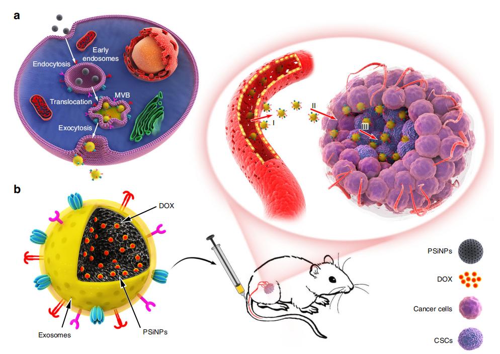 Fig.2 E-PSiNPs carriers preparation.