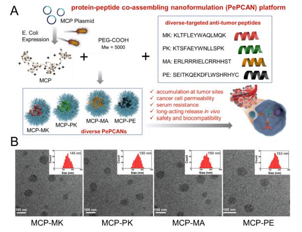 Fig.3 PePCAN preparation process.