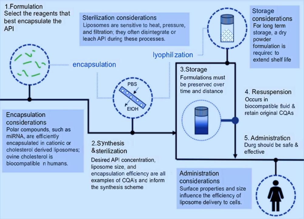 Fig.2 Liposome development process.