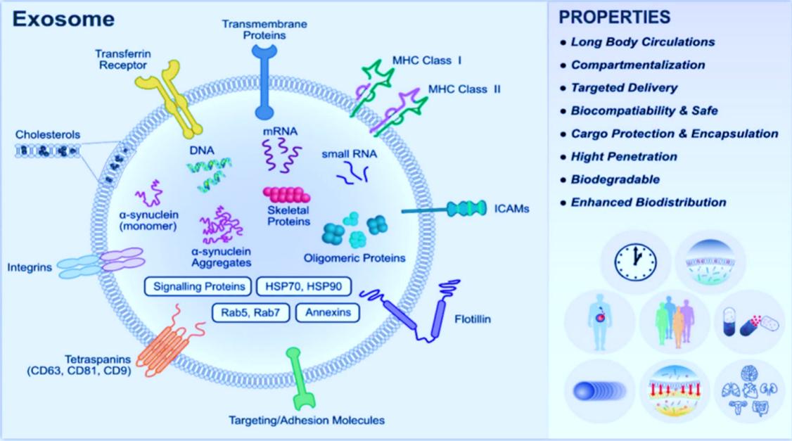 Fig.1 Structure of exosomes.