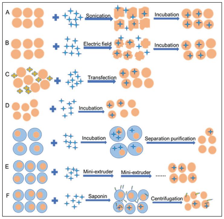 Fig.3 Exosome drug loading methods.
