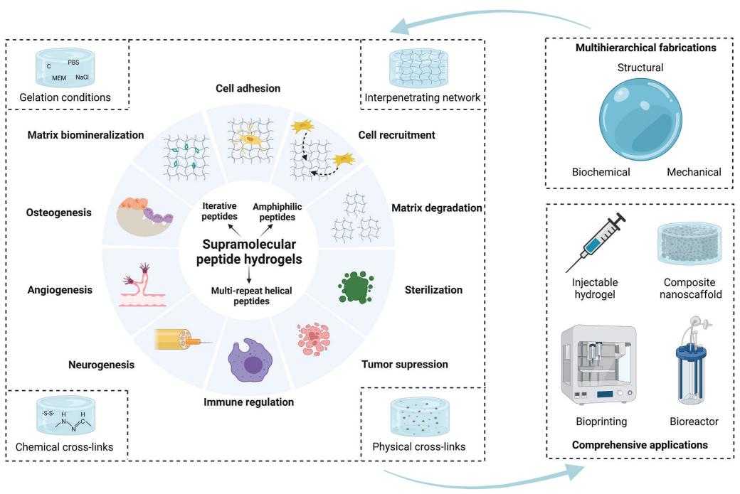 Fig.2 Supramolecular peptide nanofiber hydrogels fabrication.