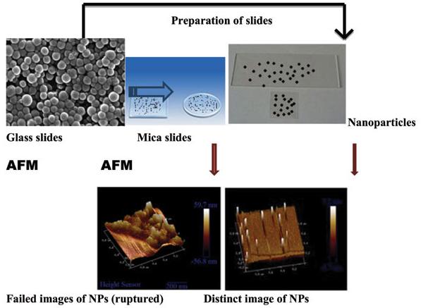 Fig.2 Nanoparticle observation using the atomic force microscope.