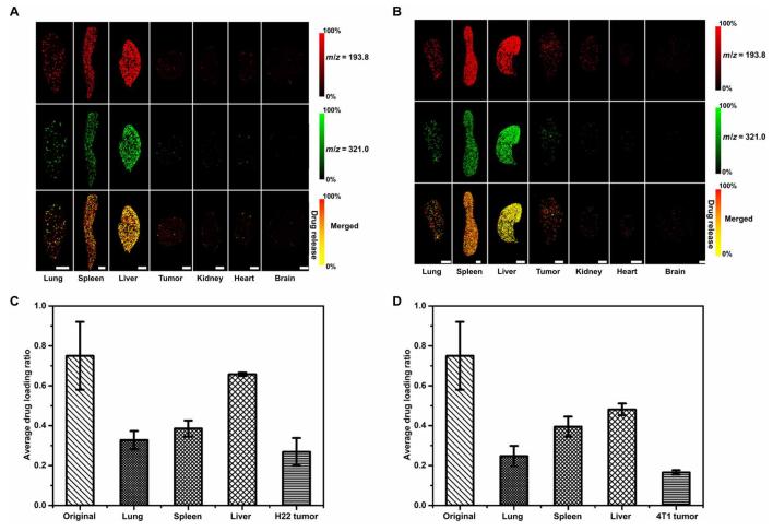 Fig.4 Drug release of DOX/PEG-MoS2 revealed by LDI MSI.