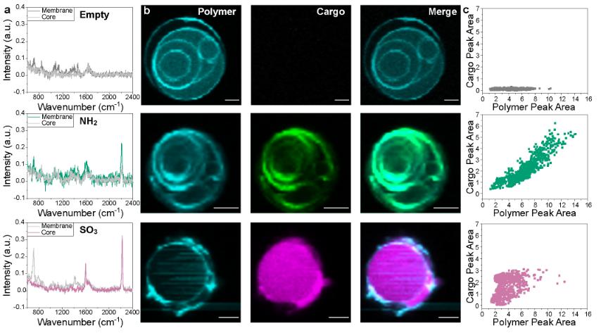 Fig.2 Confocal Raman spectrum imaging of giant polymersomes.