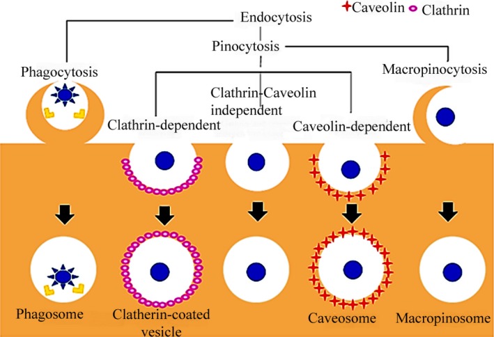 Fig.1 Pathways of nanoparticle endocytosis.