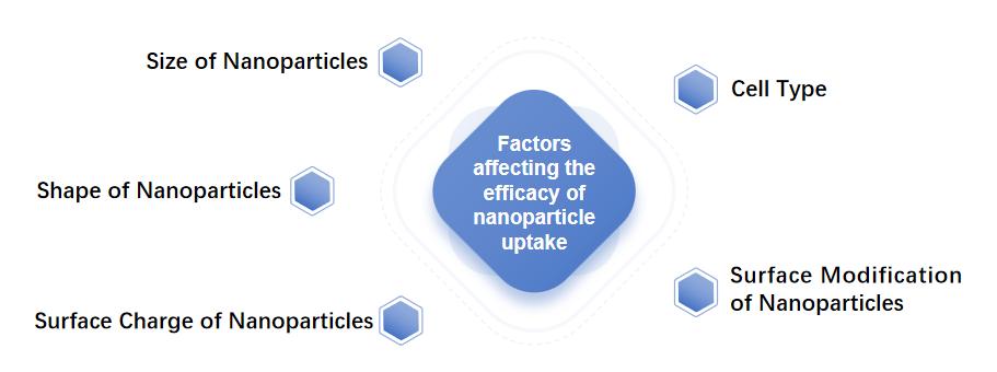 Fig.2 Factors of nanoparticle uptake.