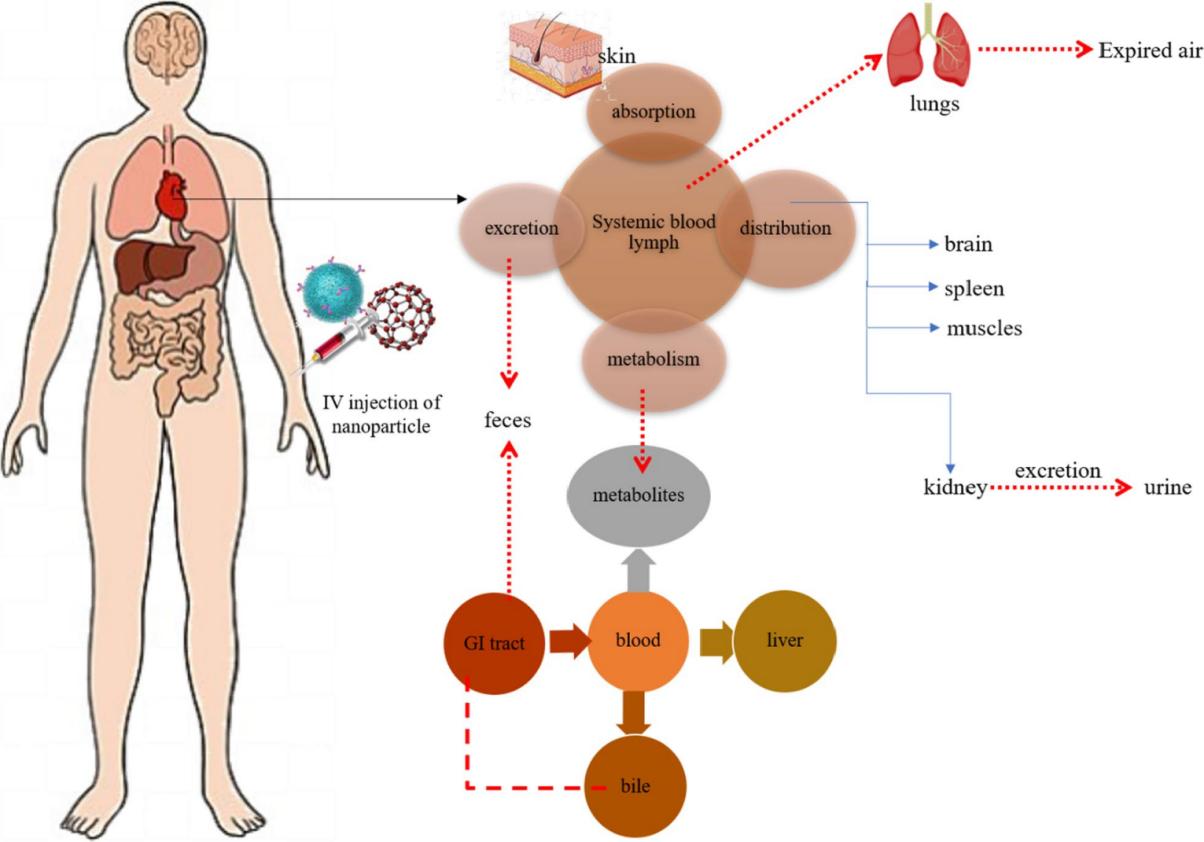 Fig.1 Pharmacokinetic mechanism of nanoparticles.
