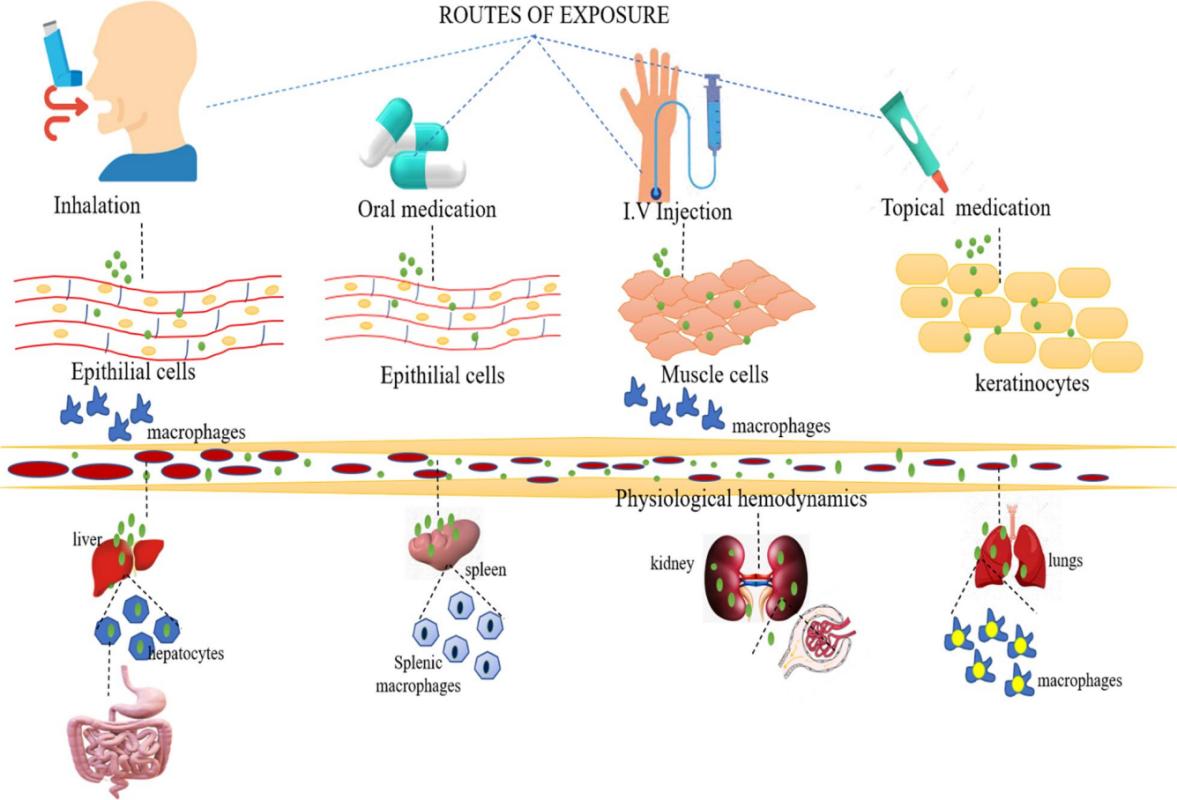 Fig.2 Process of absorption, distribution, metabolism, and excretion.