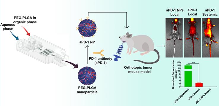 Fig.2 Biodistribution of programmed cell death-1 antibody nanoparticles.