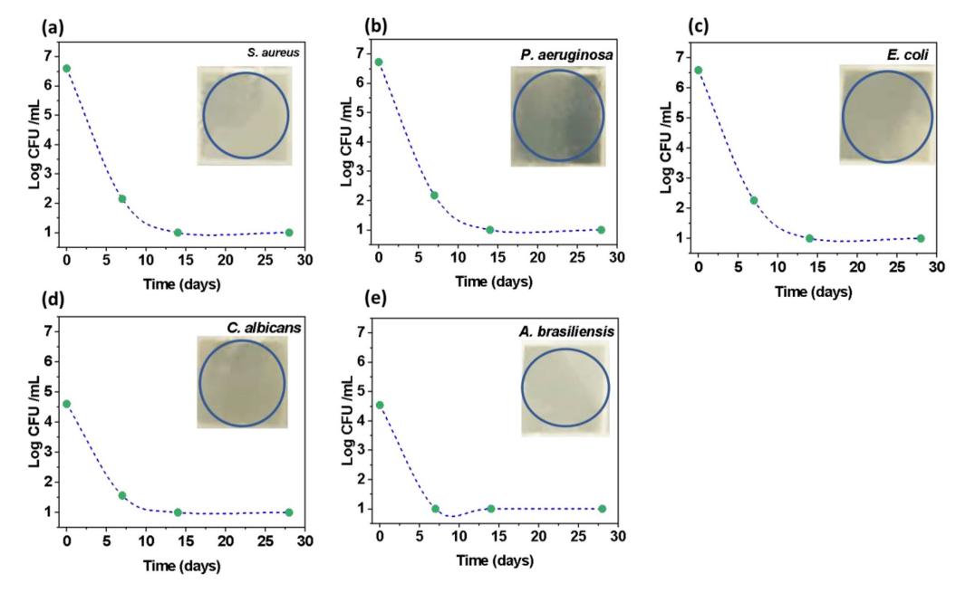 Biological efficacy of the synthesized pentaerythritol nanocomposites.