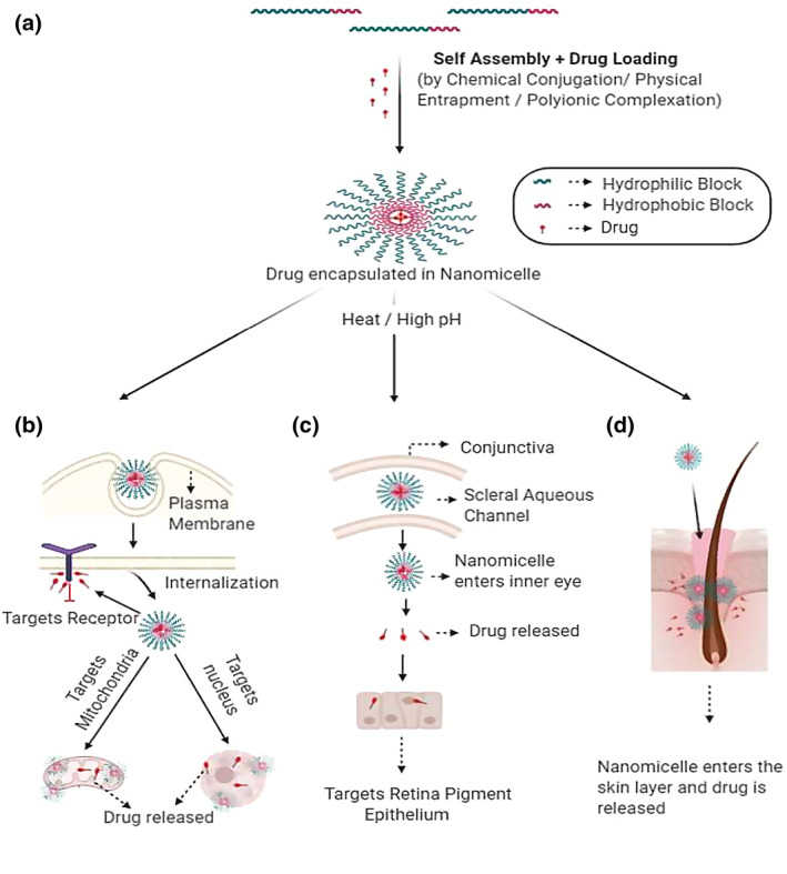 Fig.2 Applications of nanomicelles.