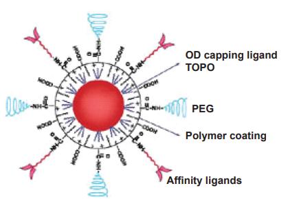 Fig.2 Quantum dots used in tumor imaging.