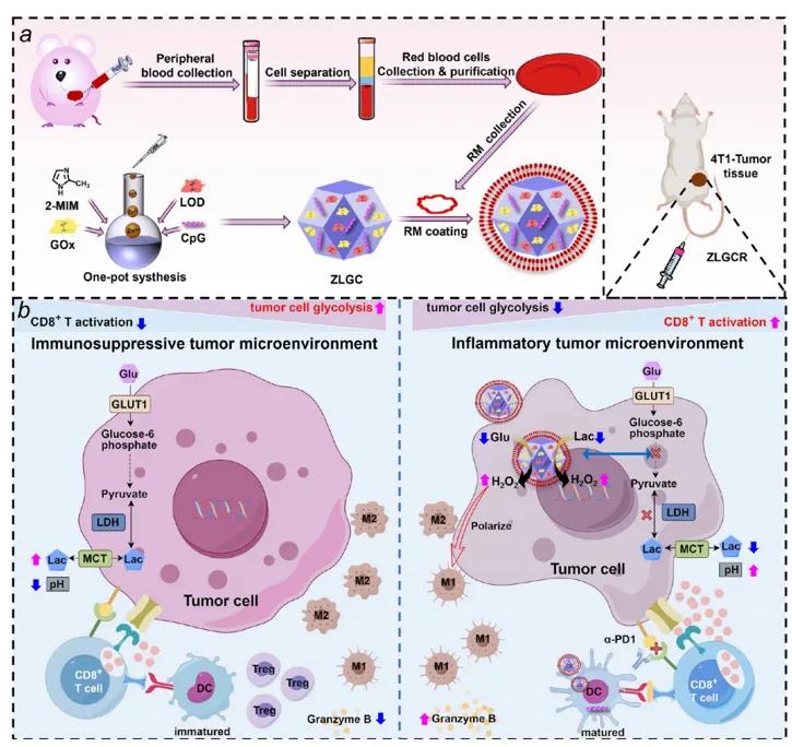 Fig.2 An engineered antitumor nanotechnology platform.