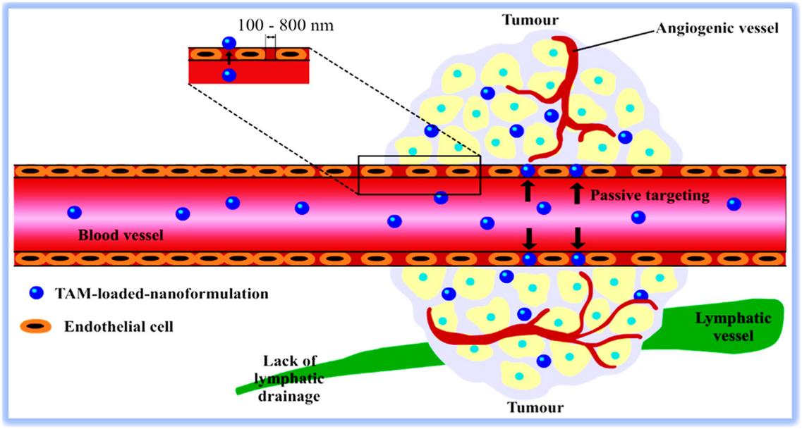 Fig.4 Passive delivery of tamoxifen-containing nanocarriers to tumors.