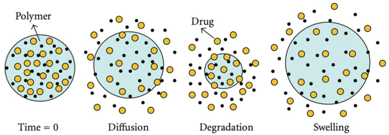 Fig.2 Drug release principle of microparticles.