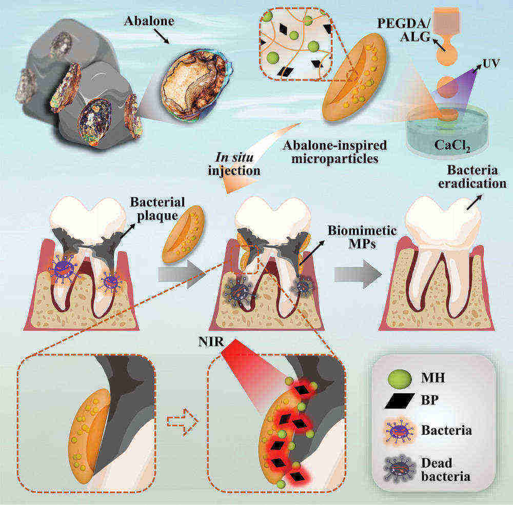 Fig.4 Abalone-inspired microparticles’ design, preparation, and application.