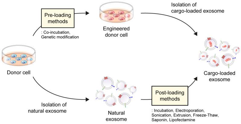 Fig.3 Drug loading techniques of exosomes.