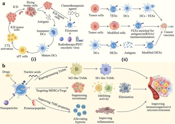 Fig.4 Exosome-based drug delivery systems for glioma immunotherapy.