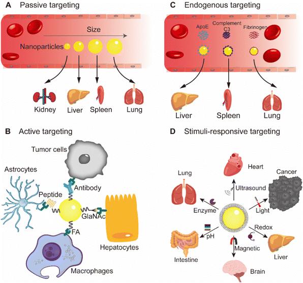 Fig.3 Strategies at selective organ targeting nanoparticle platform.