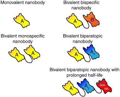 Fig.1 Types of nanobodies.