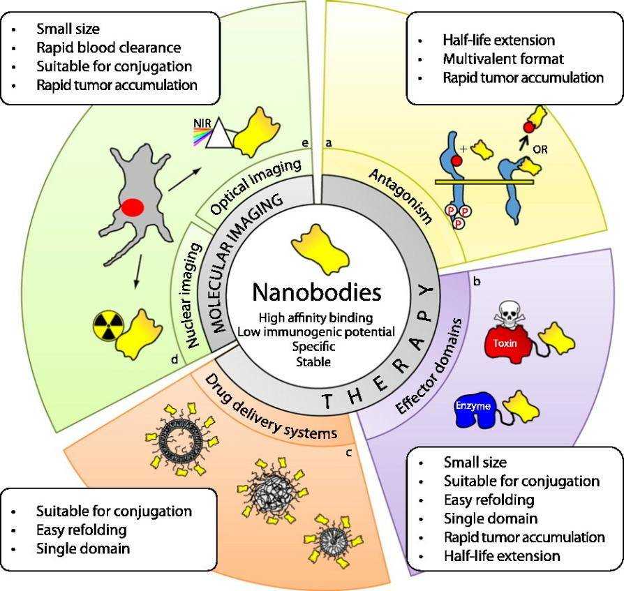 Fig.2 Applications of nanobodies.