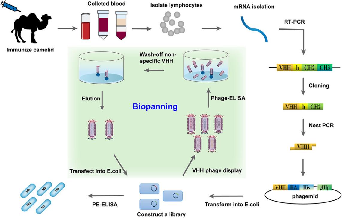 Fig.3 Process of nanobody production.