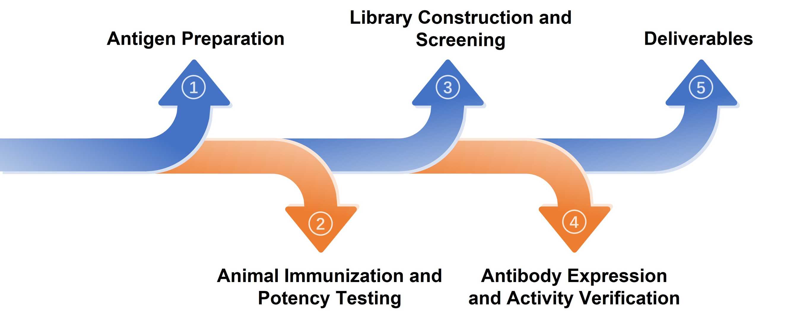 Fig.4 Our nanobody development process.