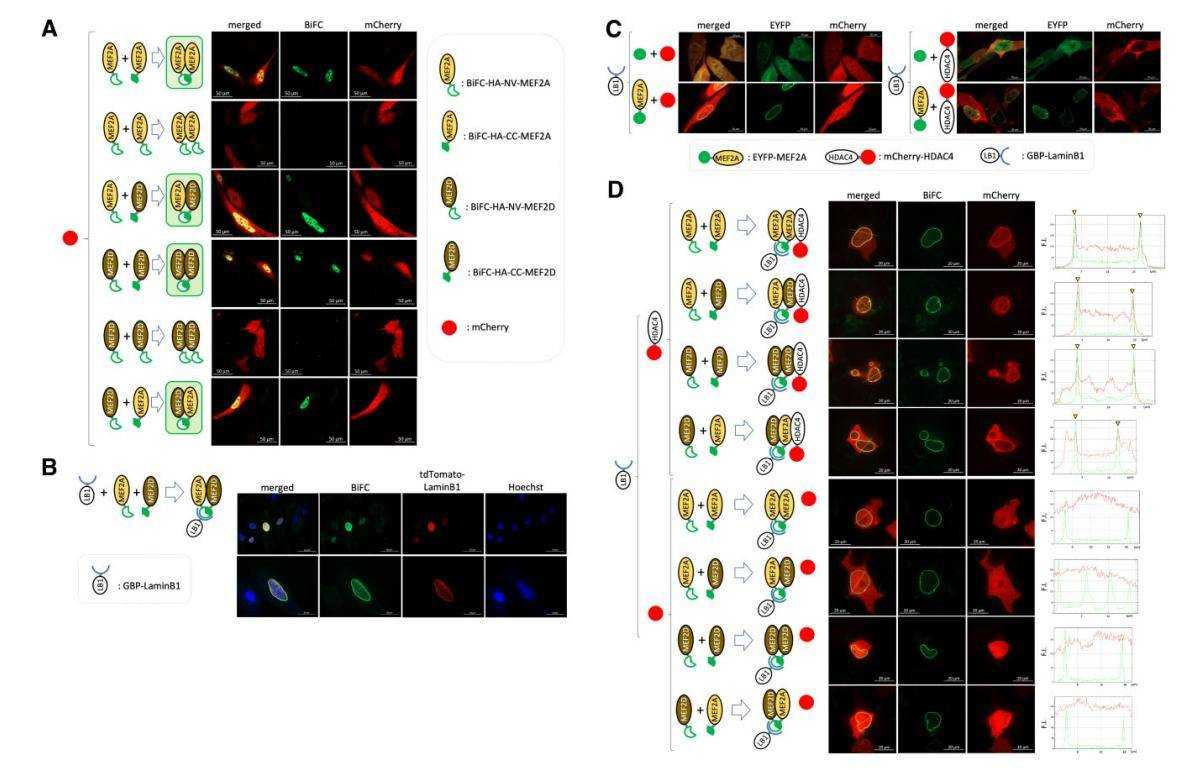 Fig.5 Dual Bi-Fluorescence Complementation and GFP Nanobody Techniques.