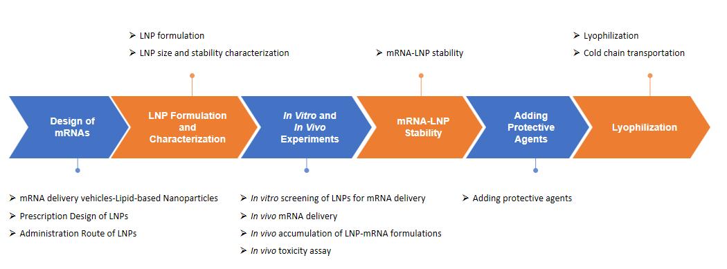 Fig.3 Our Workflow of Lipid Nanoparticle-based mRNA Delivery System Development.
