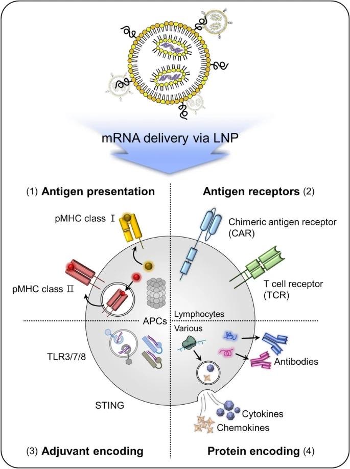 Fig.4 Strategies for lipid nanoparticle-based mRNA delivery.