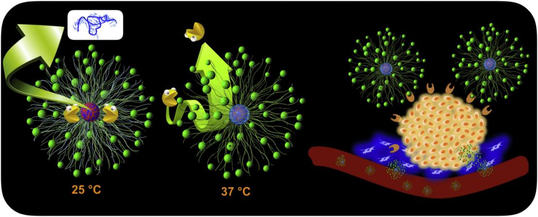 Fig.1 Polymeric nanoparticles as mRNA delivery systems in biologics.