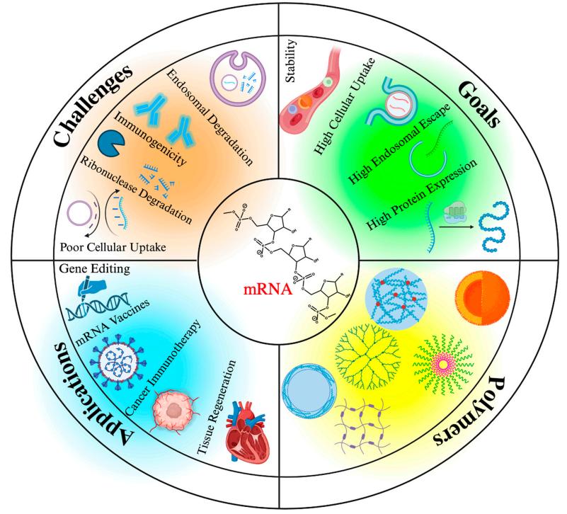 Fig.2 Applications of polymeric nanopaticle-based mRNA delivery technology.
