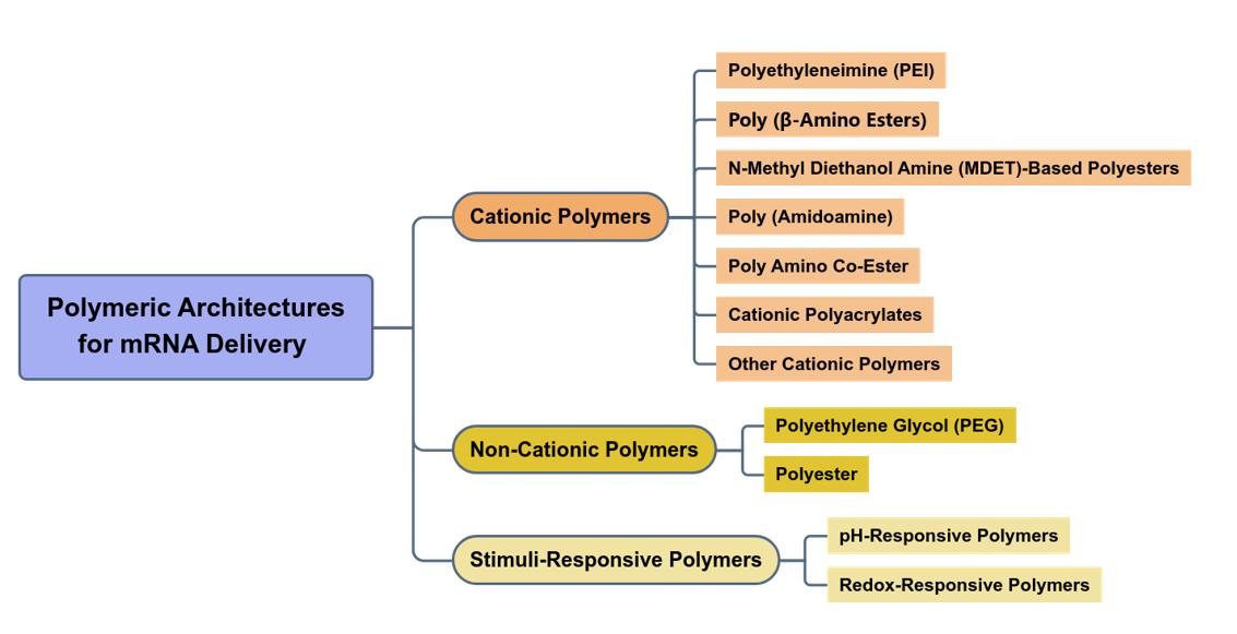 Fig.3 Illustration of polymer structures designed for mRNA delivery.