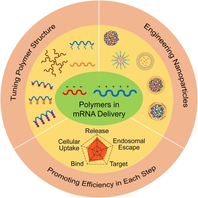 Fig.4 Strategies to boost mRNA transfection efficiency with polymeric nanocarriers.