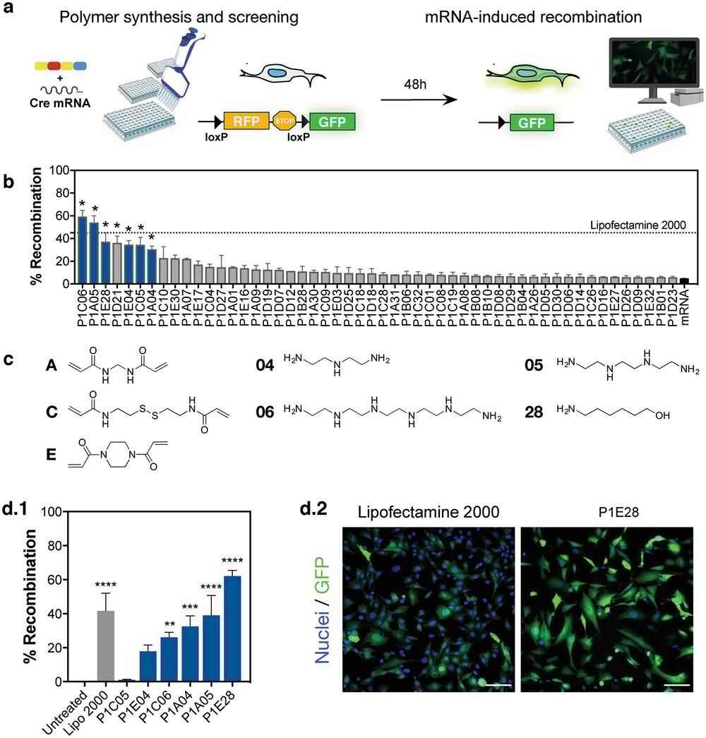 Fig.5 Process of screening a polymer library for effective mRNA delivery.